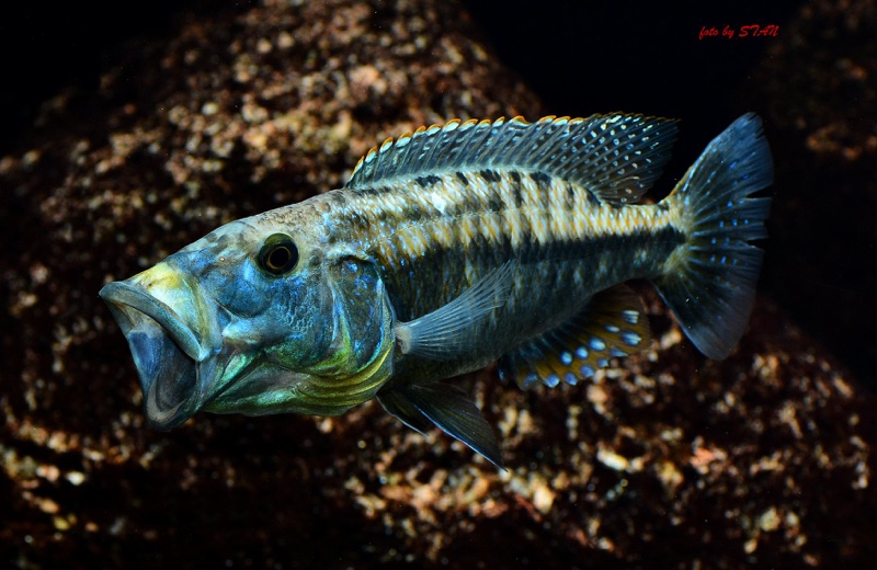 Tyrannochromis maculiceps
